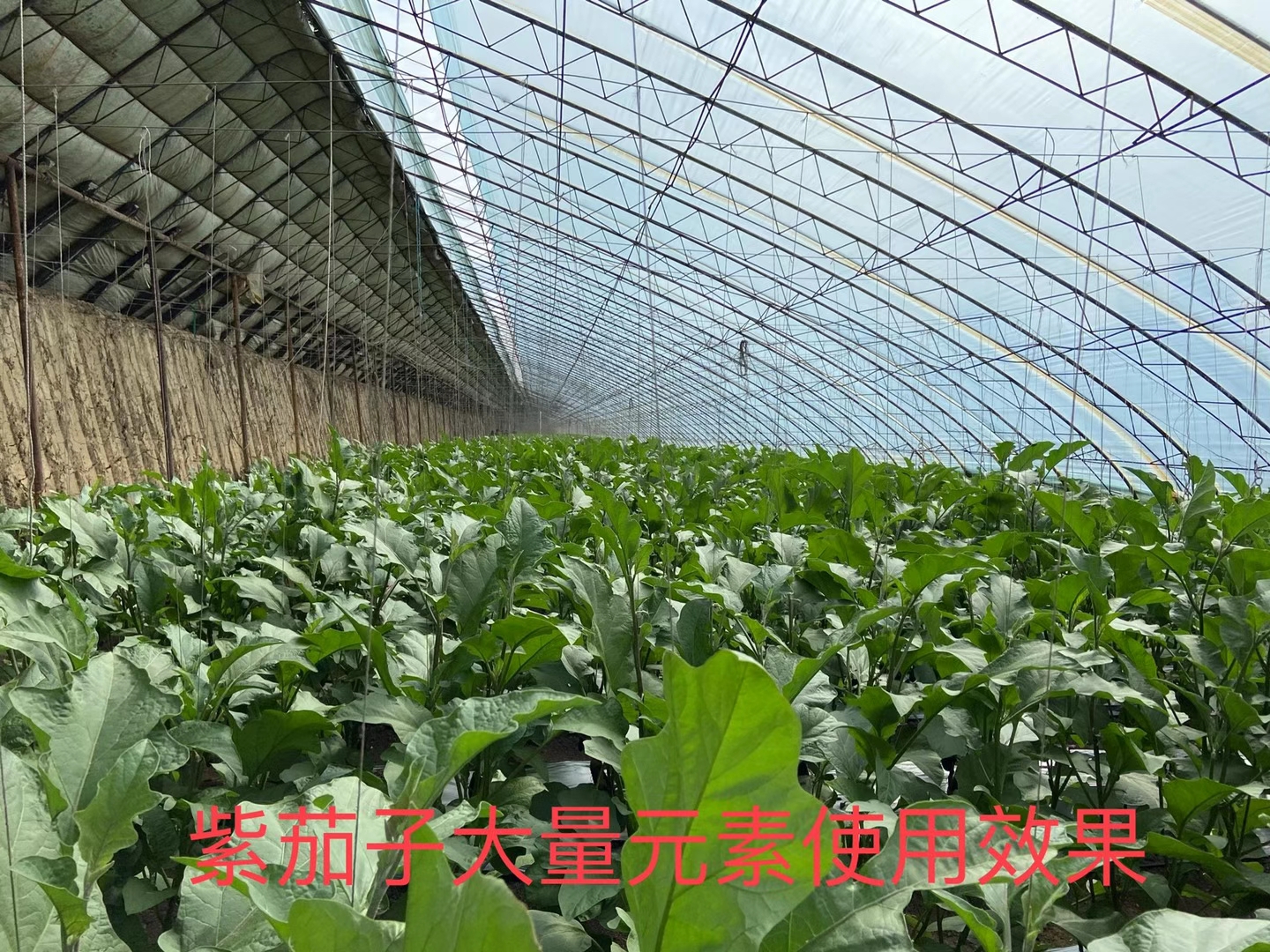 立杉水溶肥的效果怎么樣？看看在茄子上效果反饋