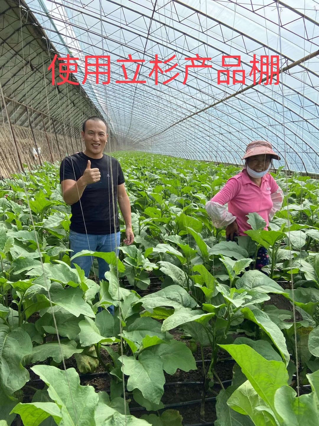 <a href=http://www.jinghuoqing.cn target=_blank class=infotextkey>上海立杉</a>水溶肥在北方暖棚茄子上的效果反饋2