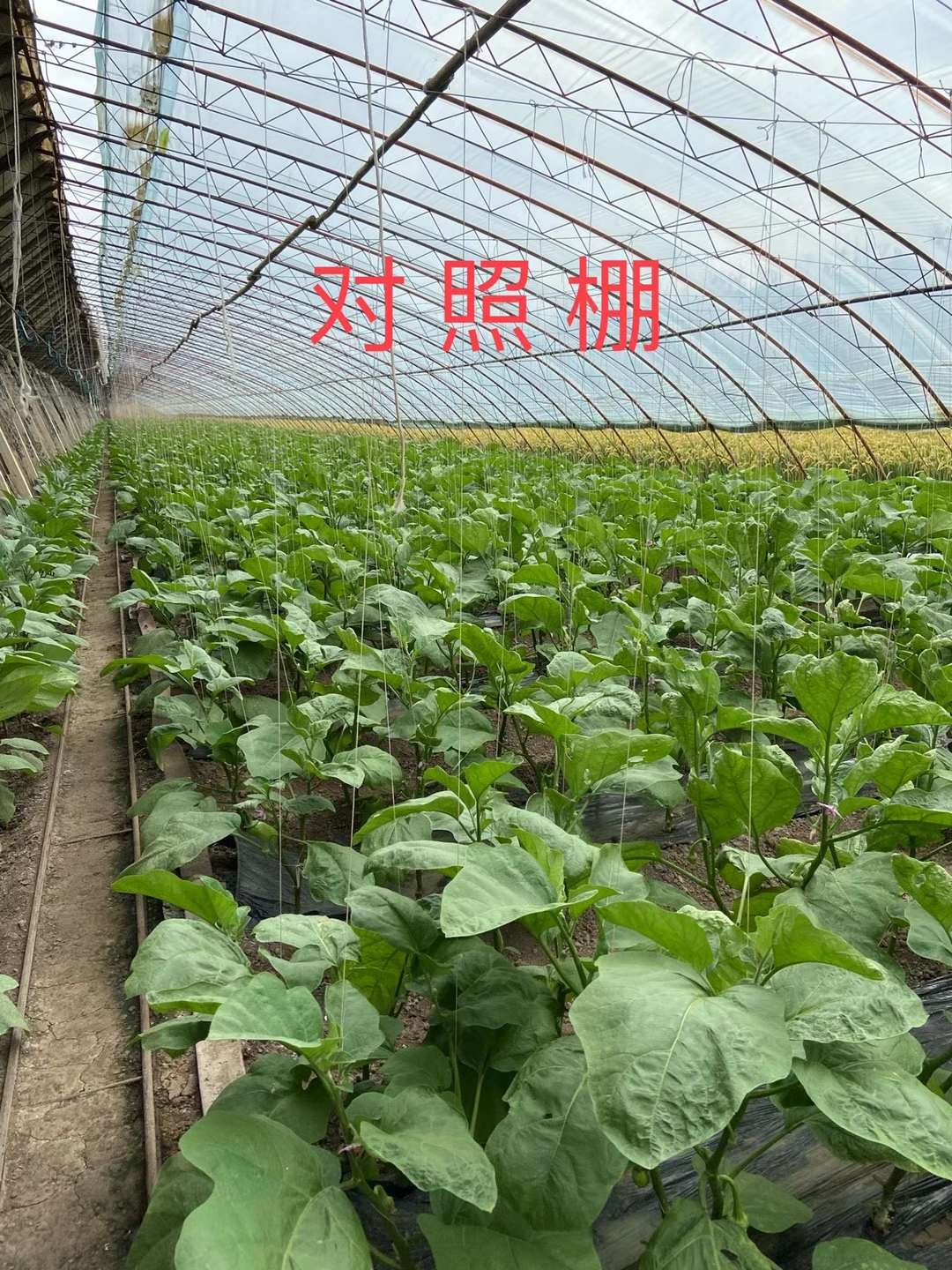 <a href=http://www.jinghuoqing.cn target=_blank class=infotextkey>上海立杉</a>水溶肥在北方暖棚茄子上的效果反饋3