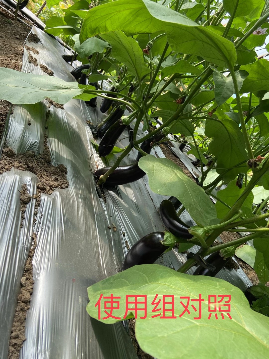 <a href=http://www.jinghuoqing.cn target=_blank class=infotextkey>上海立杉</a>水溶肥在北方暖棚茄子上的效果反饋5