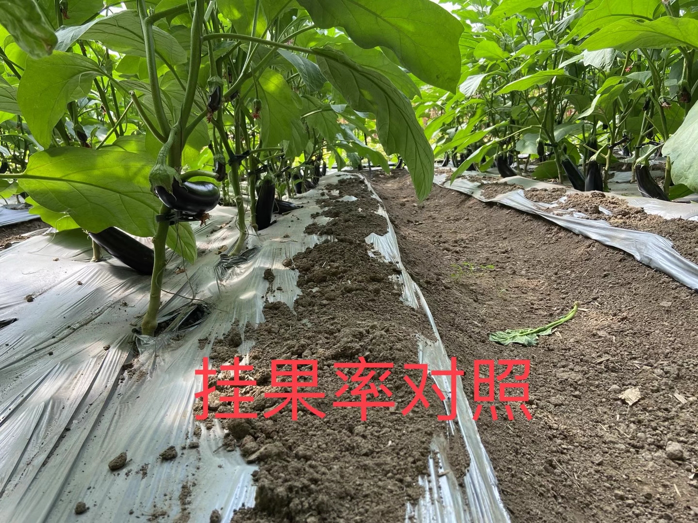 <a href=http://www.jinghuoqing.cn target=_blank class=infotextkey>上海立杉</a>水溶肥在北方暖棚茄子上的效果反饋4