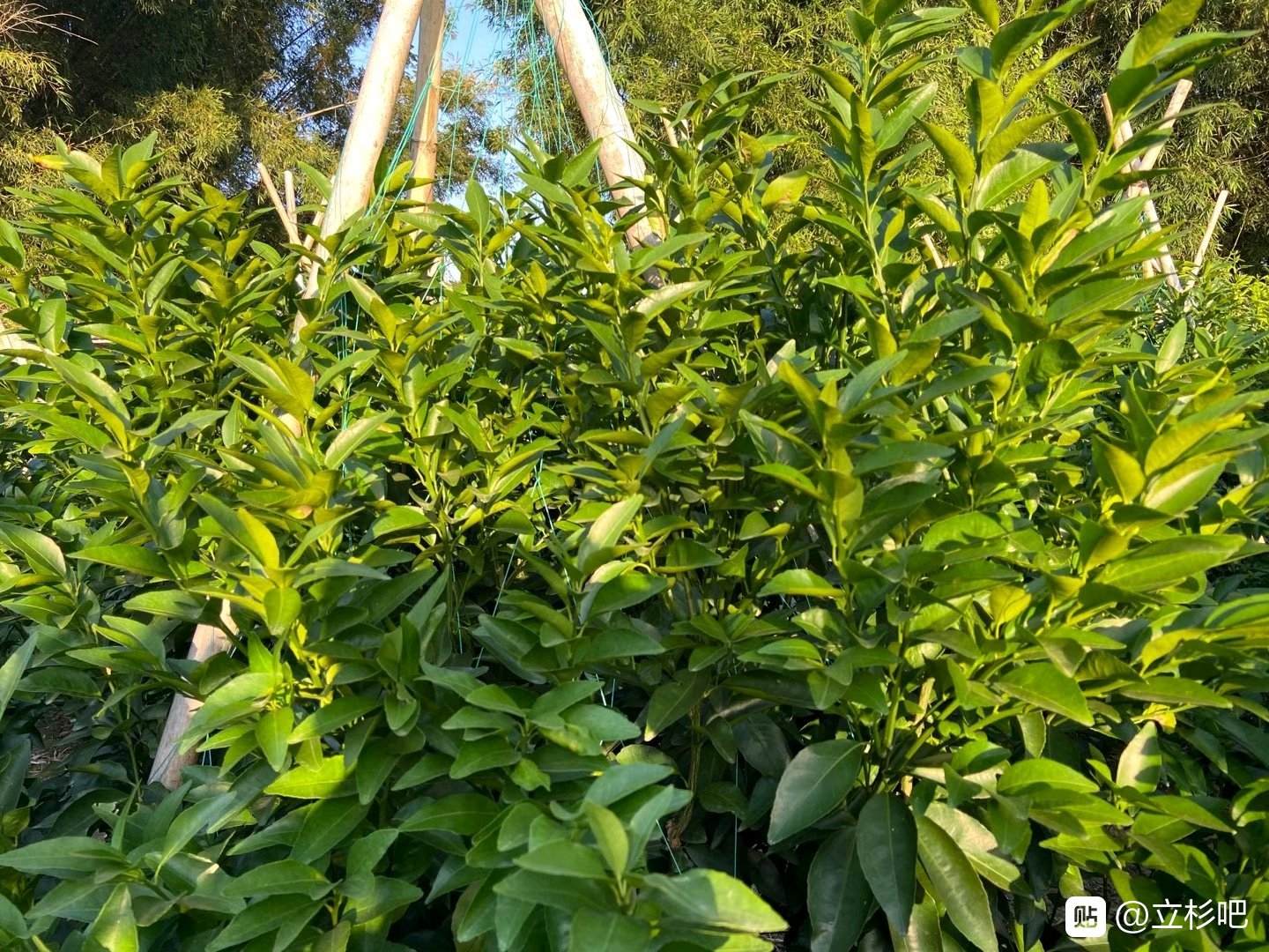 上海立杉炭基肥的效果好嗎？大家看看在柑橘上的效果